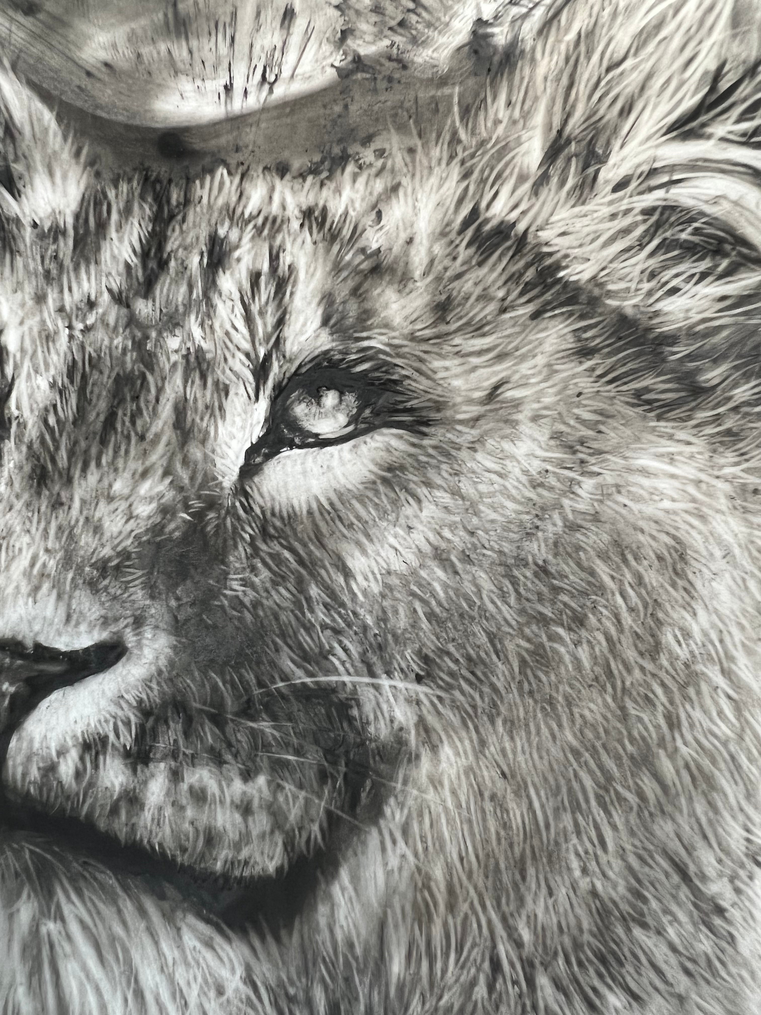 Lioness Original Artwork